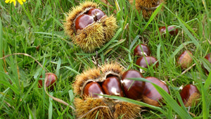 Recogida de castañas a mano en un souto de Galicia