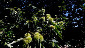 Castiñeiros gallegos en otoño, temporada de castañas