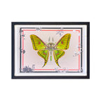 2pcs-set-random - 2pcs/set Random Mystery Box Steampunk Butterfly Kits with Ci