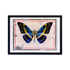 2pcs-set-random - 2pcs/set Random Mystery Box Steampunk Butterfly Kits with Ci