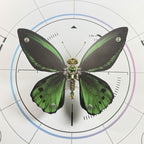 3D Metal Ornithoptera Birdwing Butterfly Steampunk Insect Model Kit