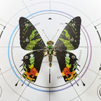 Build Your Own Steampunk Papilio phorcas Butterfly 3D Metal Model Kit for Beginner